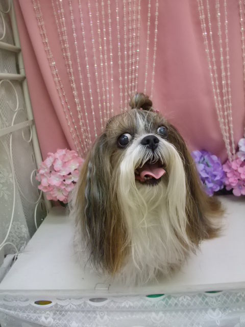 クー (2)