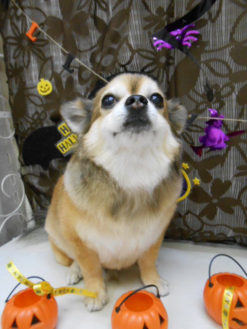 レオ縦