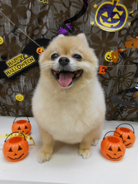 ポピン縦