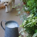 IMG_9635_Fotor