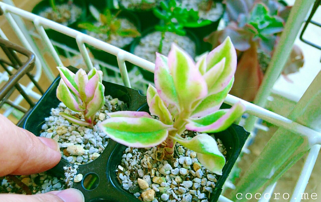 紅葉してきた多肉ちゃんpart2 たにくな主婦の多肉ライフ