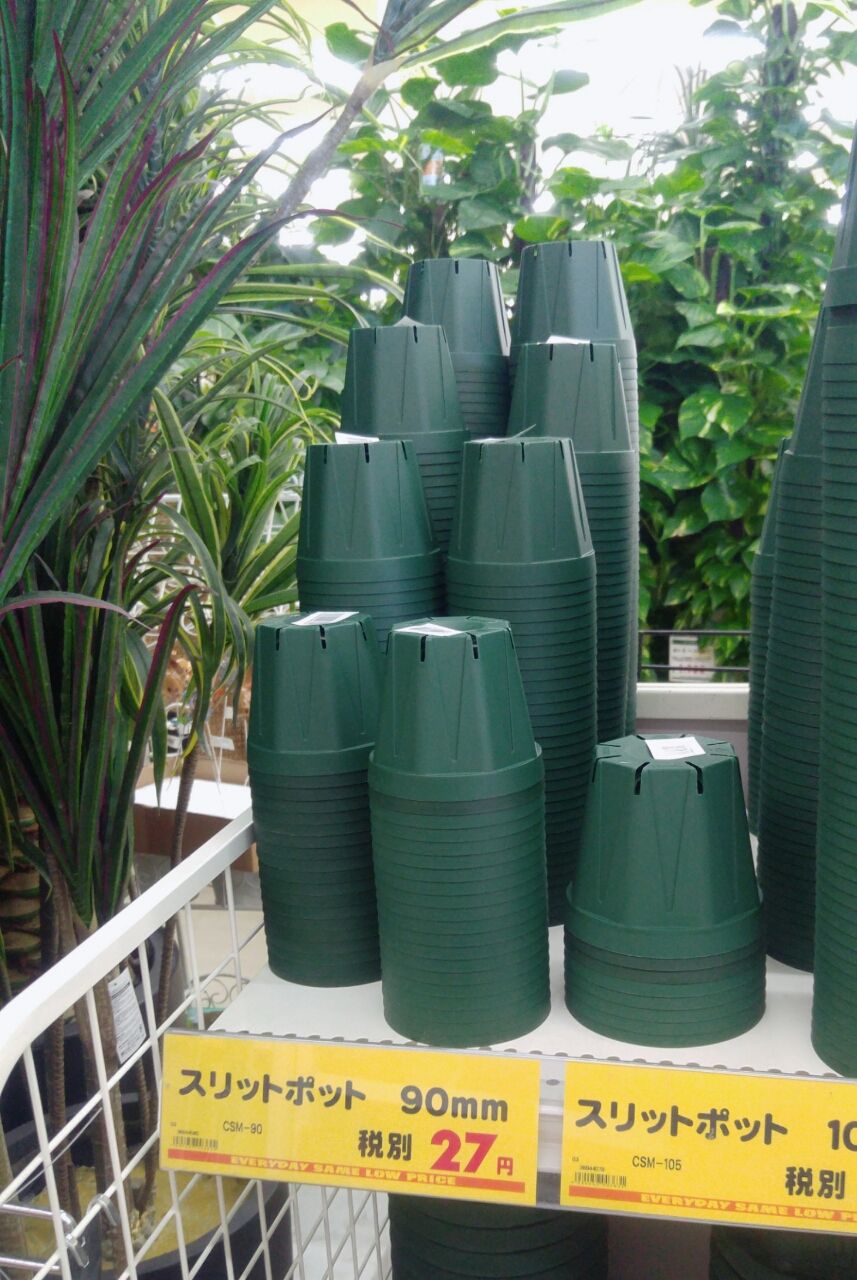 スリット鉢に植え替えてみた たにくな主婦の多肉ライフ