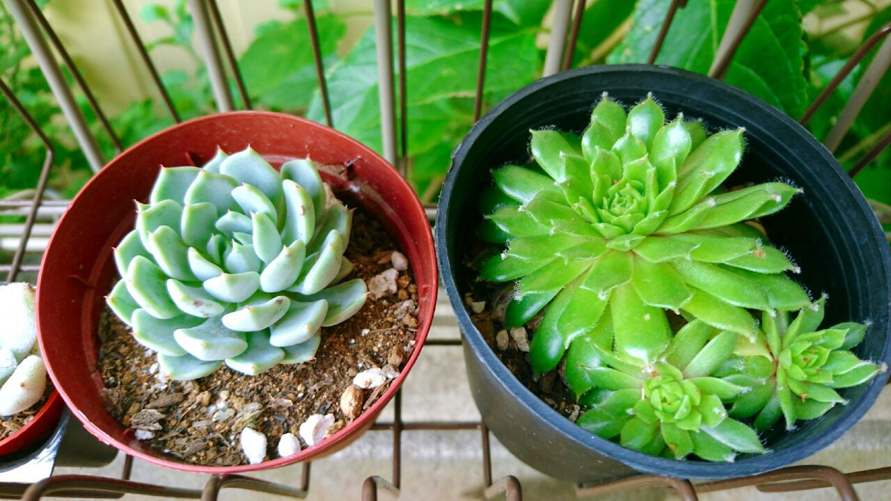 新入りちゃんは元気ですtoゲオってます たにくな主婦の多肉ライフ