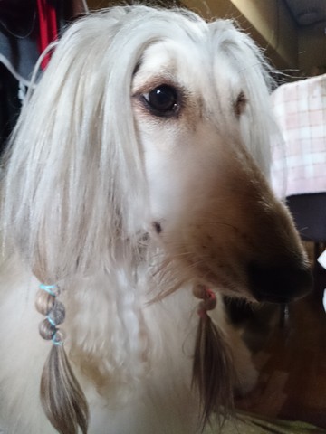 高級犬 誰がぁ アフガンハウンドとスタンプーとチビッ子隊 高級犬 誰がぁ アフガンハウンドとスタンプーとチビッ子隊