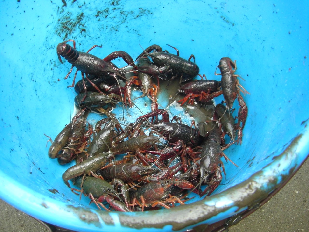 ザリガニつり教室 ココシカ日記 茨城県鹿嶋市