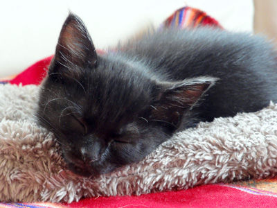 �����ͥ�4