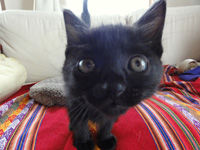 �����ͥ�2