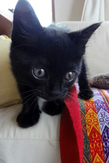 �����ͥ�1