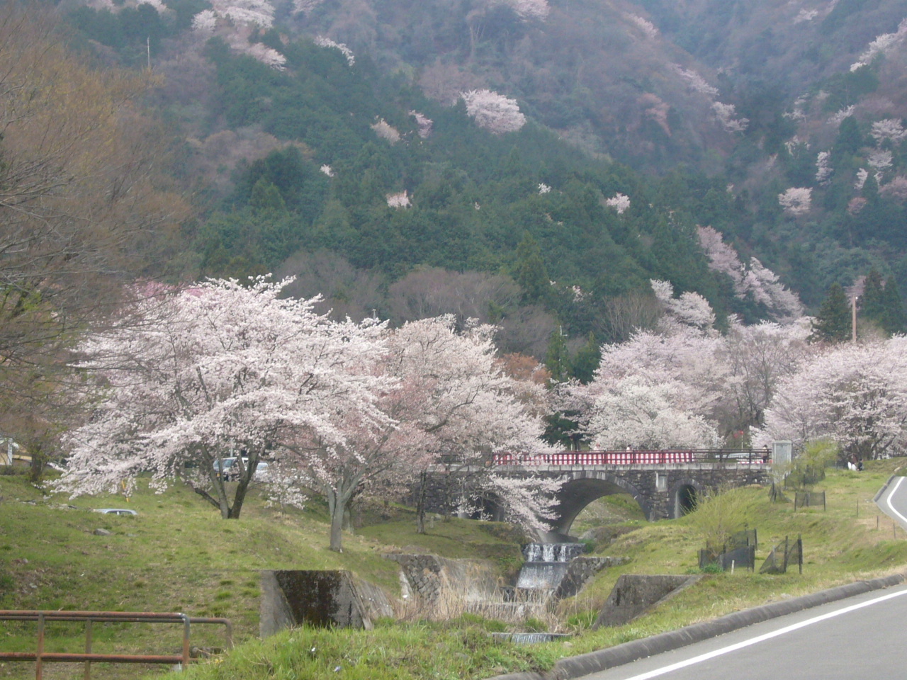 桜満開 池田町の鎌ヶ谷より ここちよい旅 Plus 夫婦世界一周旅行