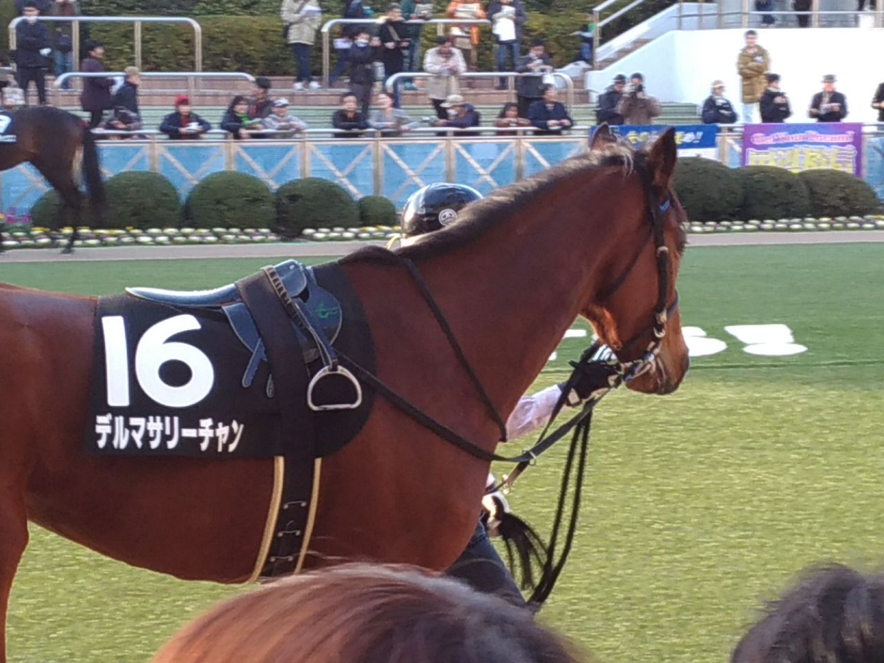 グレイトフルステークスでポポカテペトルを応援する オレブログ