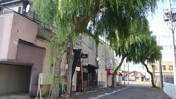 sugi