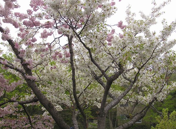 函館のおぢさん２的ブログ 一本の幹から5種類の桜が咲く