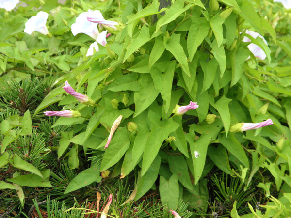 P7290355