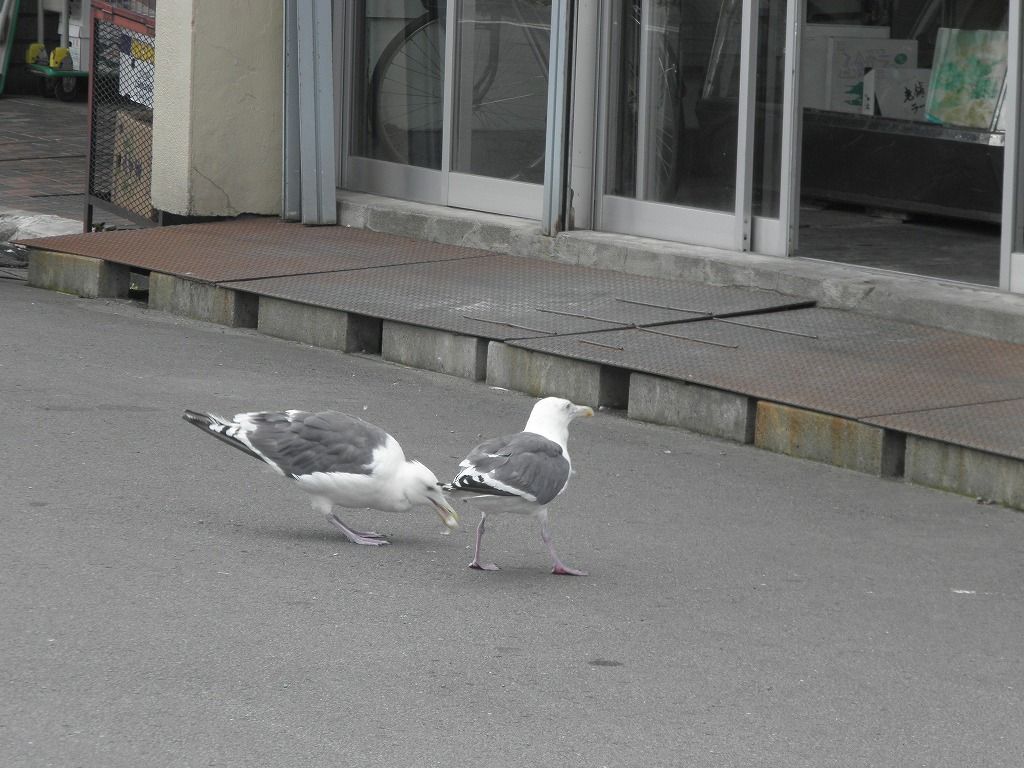 函館のおぢさん2的ブログ 朝散歩 函館 近所 函館のおぢさん2的ブログ 朝散歩 函館 近所