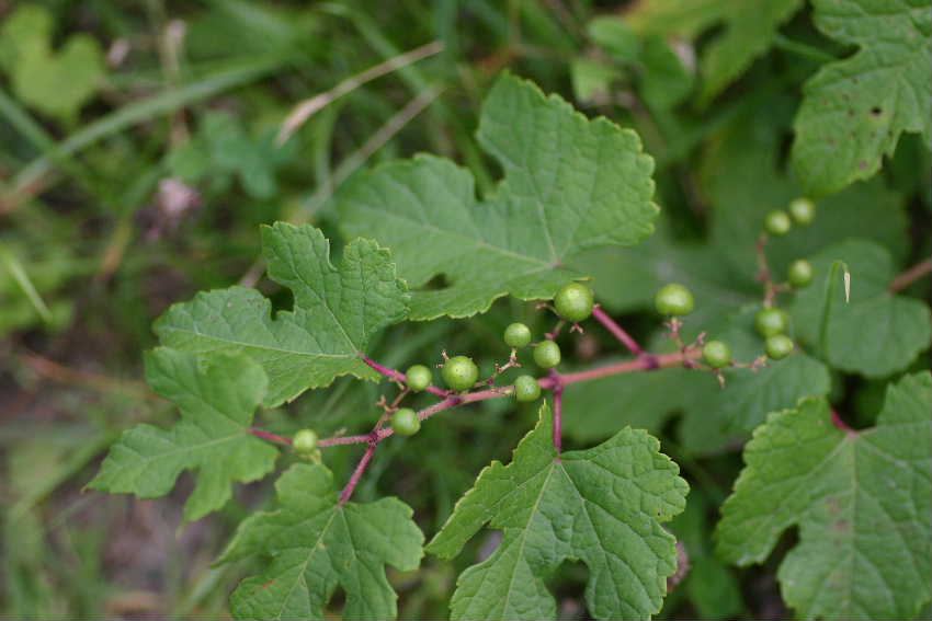 d17c7930.jpg