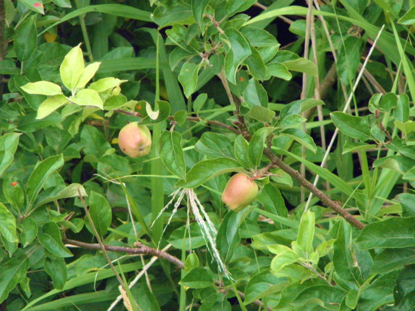 P7290357