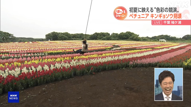 岩﨑果歩 おはよう日本 11