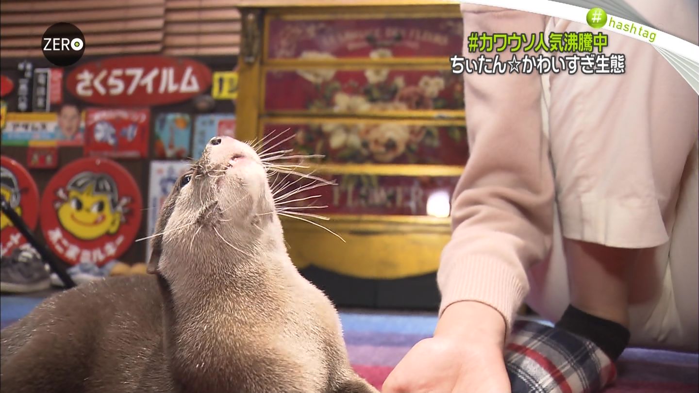 桐谷美鈴　股 桐谷美玲（NewsZeroキャスター） ピタパンの股間がスジるハプニング！！ : アナきゃぷ速報