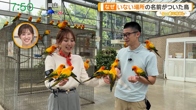 佐々木若葉 グッド！モーニング 15