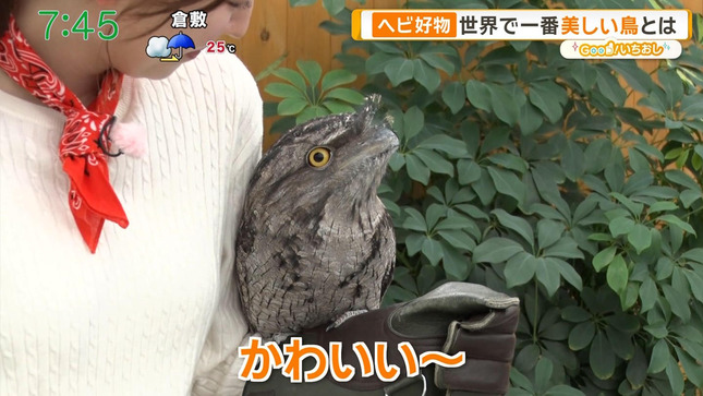 佐々木若葉 グッド！モーニング 6