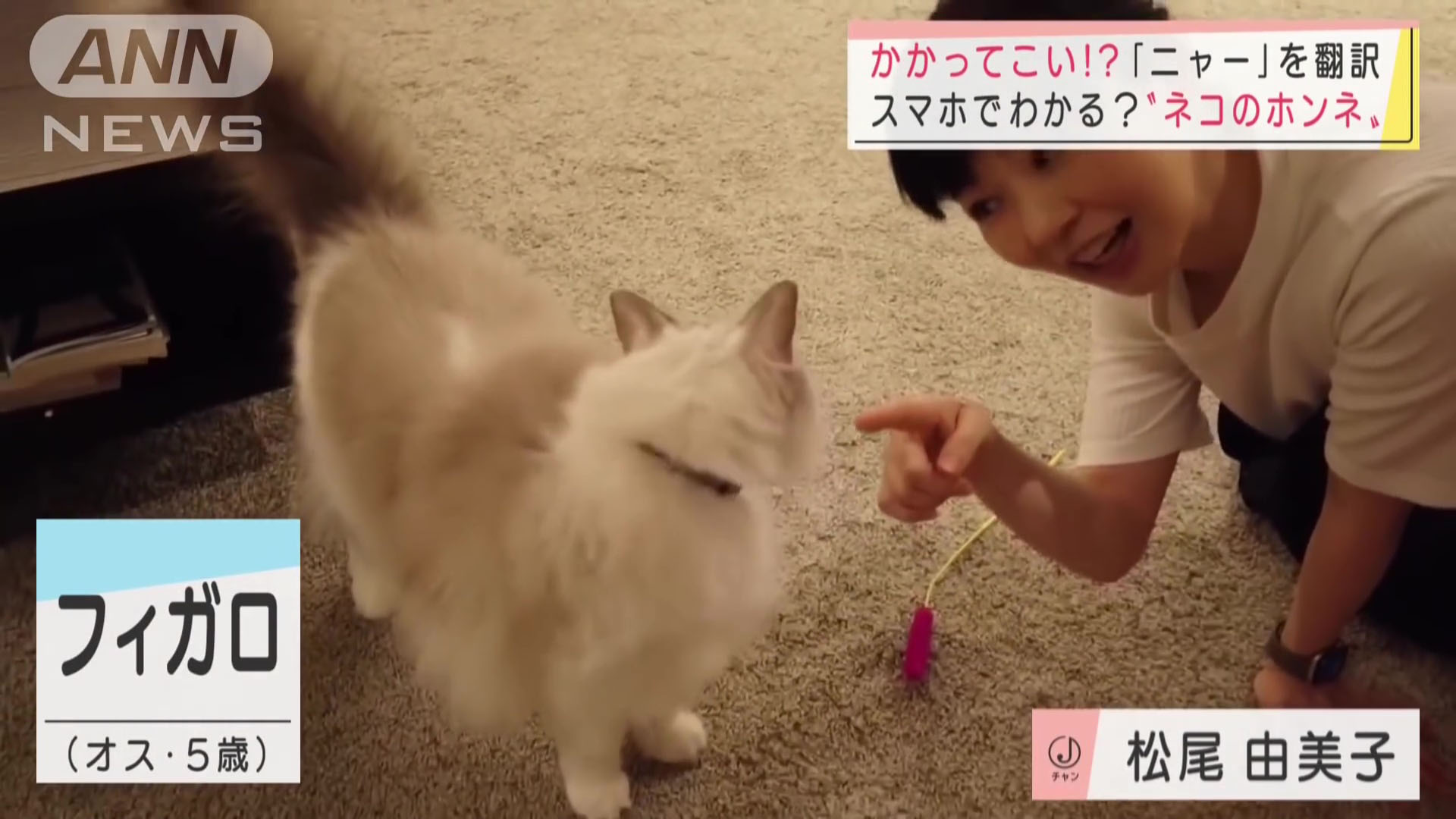 松尾由美子アナ 猫と遊んで胸元チラ見え アナきゃぷ速報 松尾由美子アナ 猫と遊んで胸元チラ見え アナきゃぷ速報
