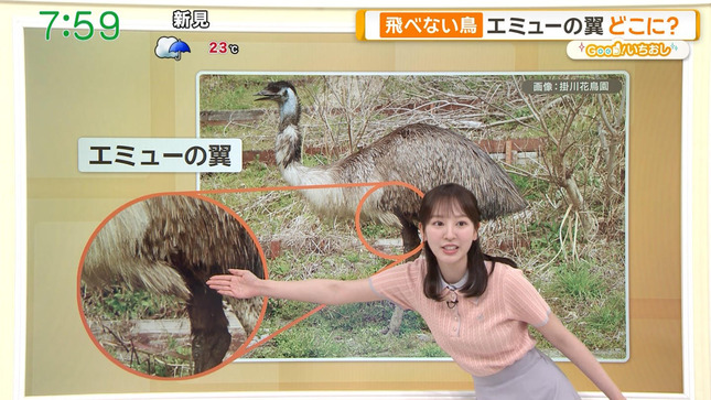 佐々木若葉 グッド！モーニング 20
