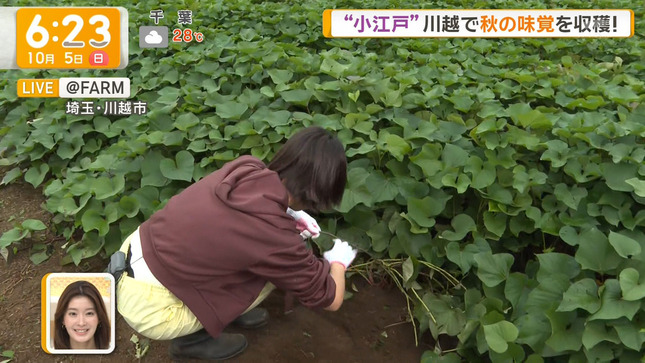 今井春花キャスター しゃがんだお尻から黒い下着が見えてしまうハプニング！！【GIF動画あり】