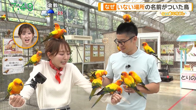 佐々木若葉 グッド！モーニング 13