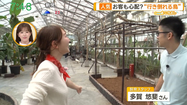佐々木若葉 グッド！モーニング 8
