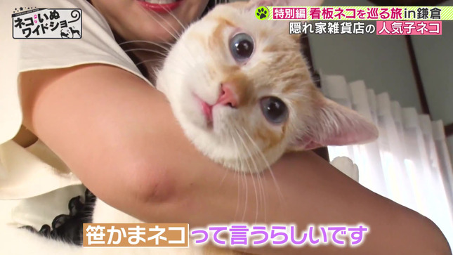 森千晴 ネコいぬワイドショー 15