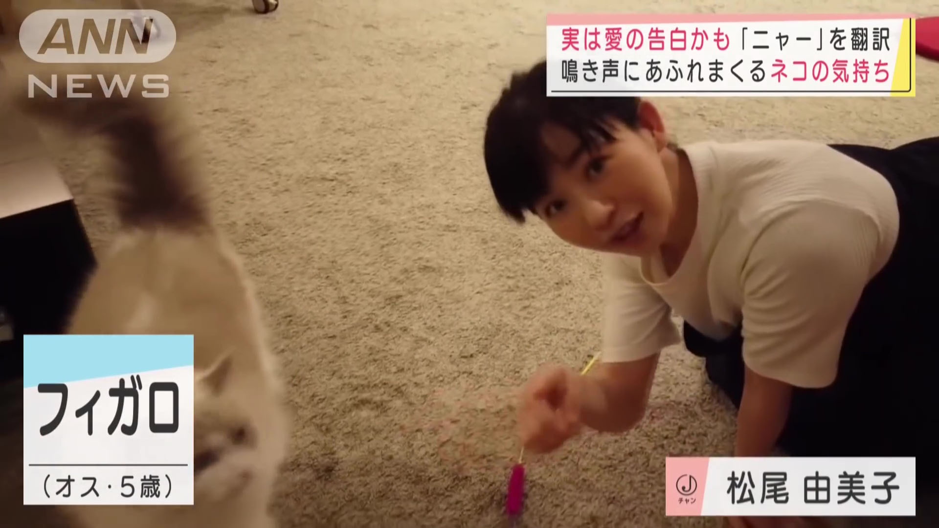 松尾由美子アナ 猫と遊んで胸元チラ見え アナきゃぷ速報