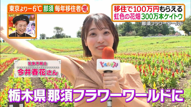今井春花 ヒルナンデス！ 4
