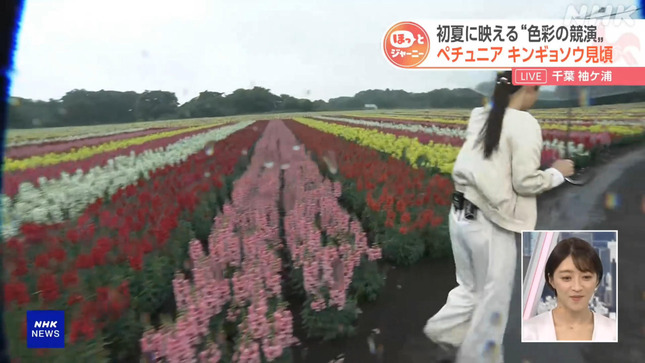 岩﨑果歩 おはよう日本 9