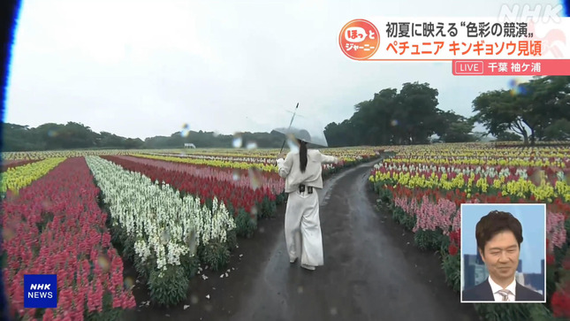 岩﨑果歩 おはよう日本 5