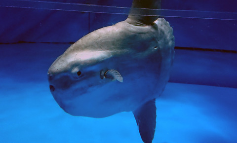 マンボウ