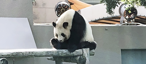 ダラケてるパンダ