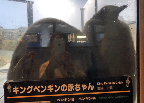 キングペンギンの赤ちゃん