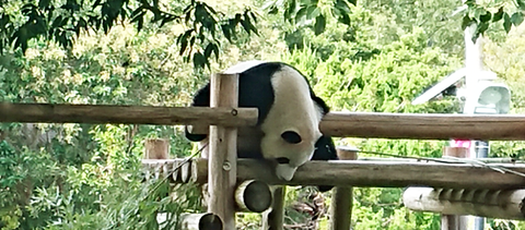 お疲れパンダ