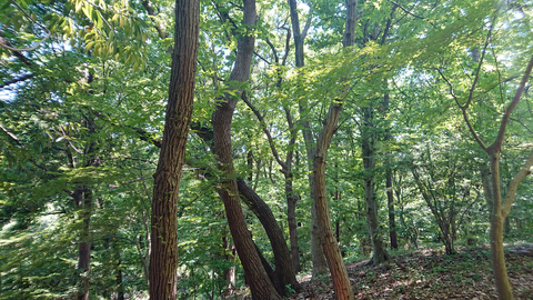 手賀の丘公園の森林