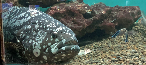 超デカい魚