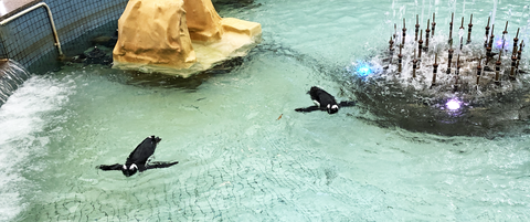 ペンギンが普通に泳いでる