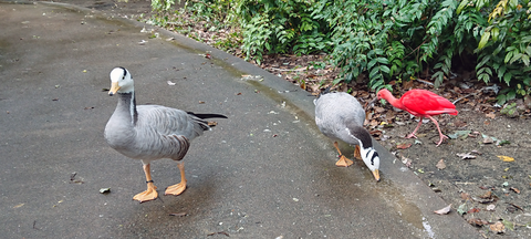 道を歩く鳥