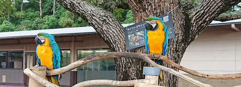 ルリコンゴウインコ