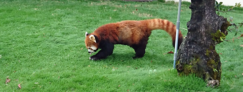 レッサーパンダ