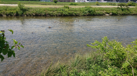 水が澄んでいて綺麗