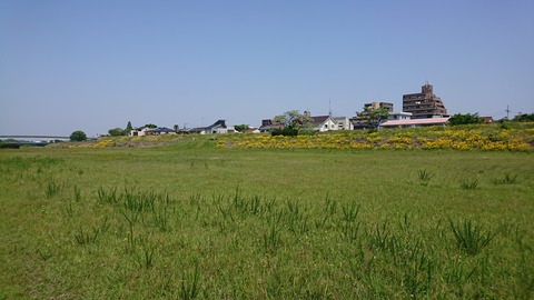 黄色い花