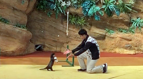反則級に可愛いカワウソの二