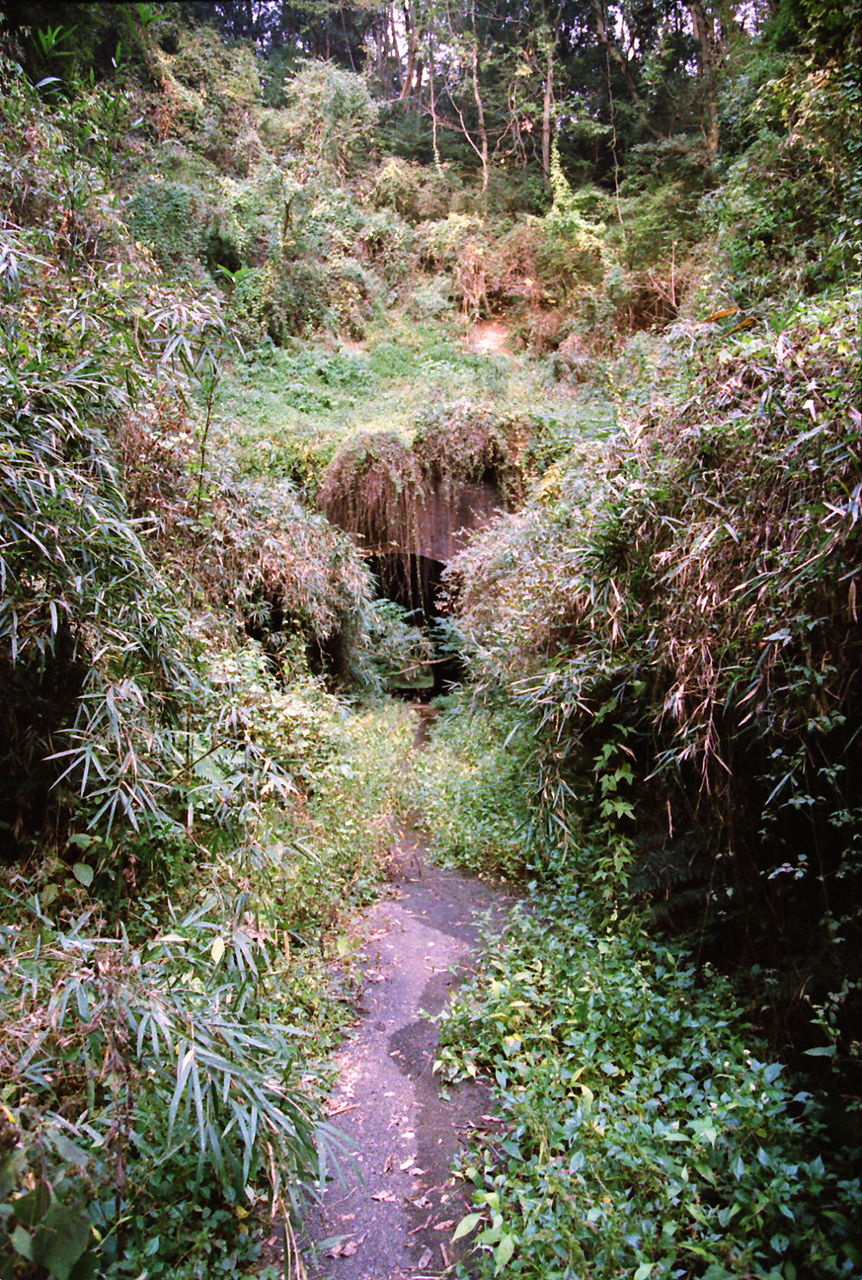 飯能市 畑トンネルその２ 廃れていく夢の中で