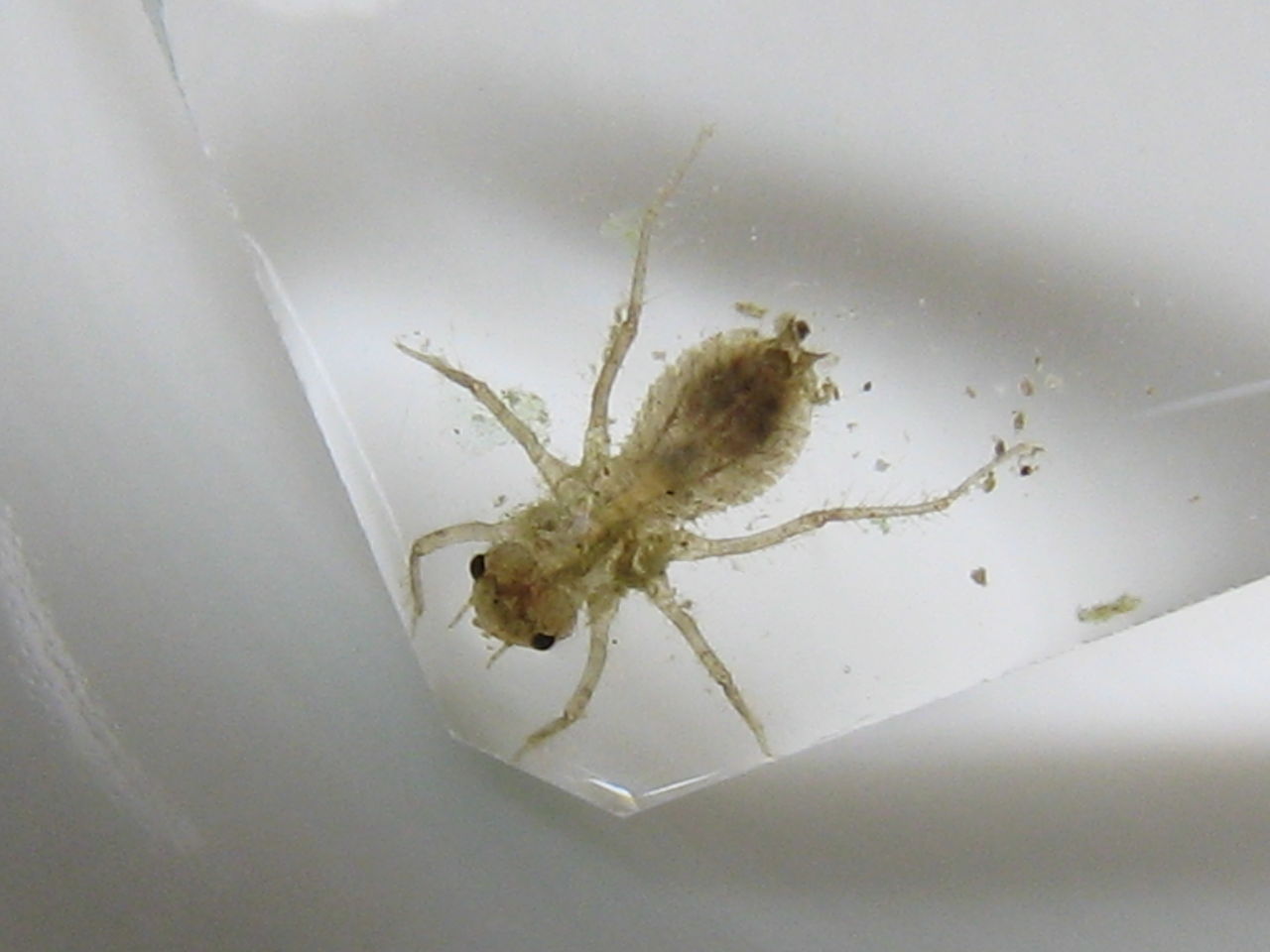 メダカ水槽 コゲラ工房