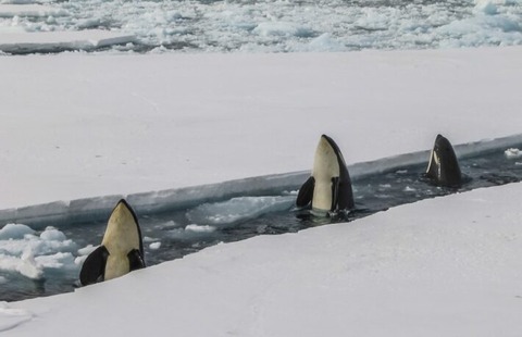 killer-whales-bryan-goff-wT-dwxXCsE8-unsplash-1-710x458